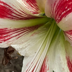 Hippeastrum hybridum