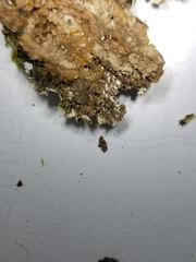 Peltigera elisabethae