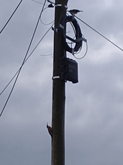 Lepidocolaptes angustirostris