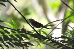 Phylloscopus coronatus