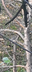 Sciuromorpha