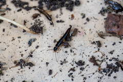 Anisolabis littorea