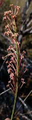 Struthiola eckloniana