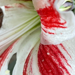 Hippeastrum hybridum
