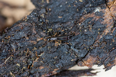 Anisolabis littorea