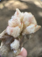 Andricus crystallinus