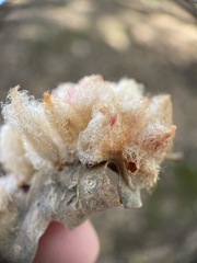 Andricus crystallinus