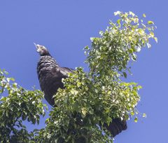 Anhima cornuta