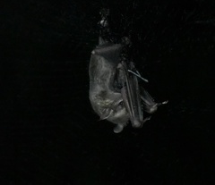 Artibeus jamaicensis