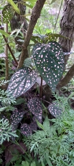 Hypoestes phyllostachya