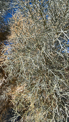 Psorothamnus spinosus