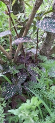 Hypoestes phyllostachya