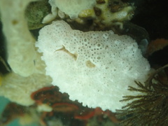 Distaplia occidentalis