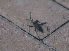 Acanthocephala alata