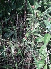 Anthanassa drusilla