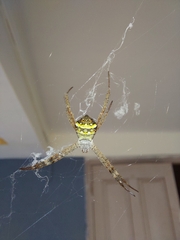 Argiope anasuja