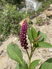 Phytolacca bogotensis