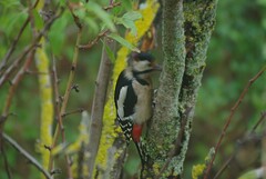 Dendrocopos major