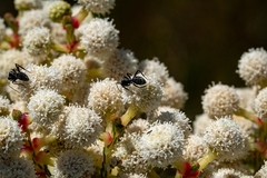 Camponotus niveosetosus