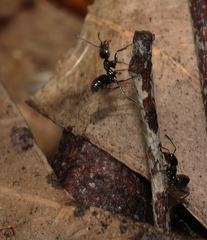 Anonychomyrma