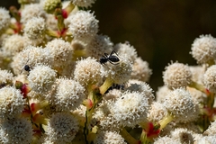 Camponotus niveosetosus