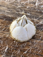 Balanus crenatus
