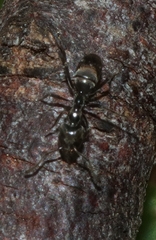 Anonychomyrma