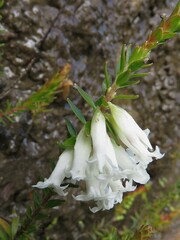 Epacris