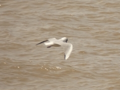 Chroicocephalus maculipennis