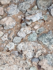 Acromyrmex versicolor