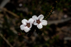 Adenandra brachyphylla