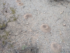 Acromyrmex versicolor