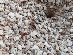Acromyrmex versicolor