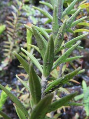 Epacris
