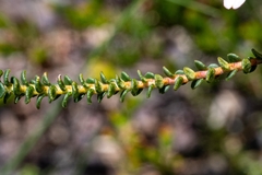 Adenandra brachyphylla