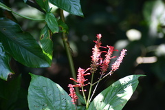Odontonema cuspidatum