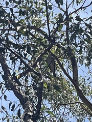 Colluricincla harmonica