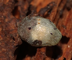 Cystopelta purpurea