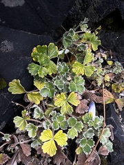 Potentilla villosa