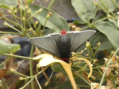 Pyrrhopyge charybdis