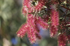Melaleuca nervosa