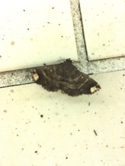 Adrapsa quadrilinealis