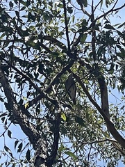 Colluricincla harmonica