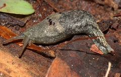 Cystopelta purpurea