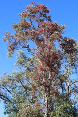 Melaleuca nervosa