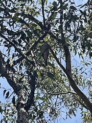 Colluricincla harmonica