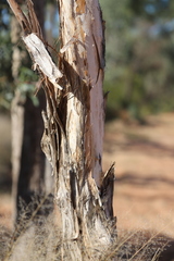 Melaleuca nervosa