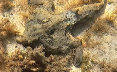 Ogcocephalus nasutus