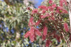 Melaleuca nervosa