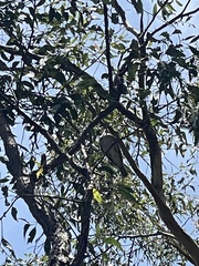 Colluricincla harmonica